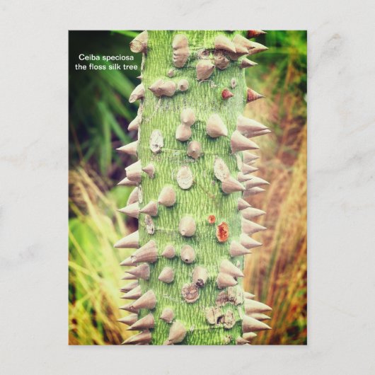 Ceiba speciosa, de flosdraad feestdagenkaart (Voorkant)