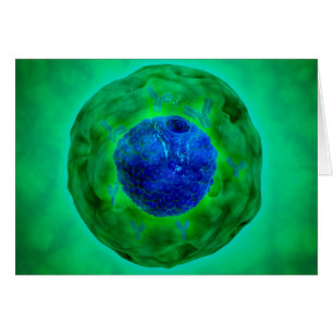Cel-nucleus met chromosoom 1