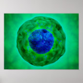 Cel-nucleus met chromosoom 1 poster (Voorkant)