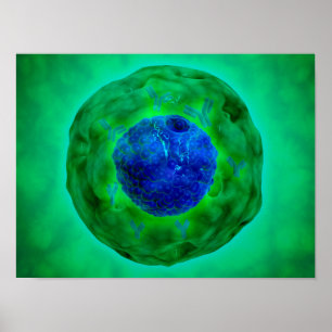 Cel-nucleus met chromosoom 1 poster
