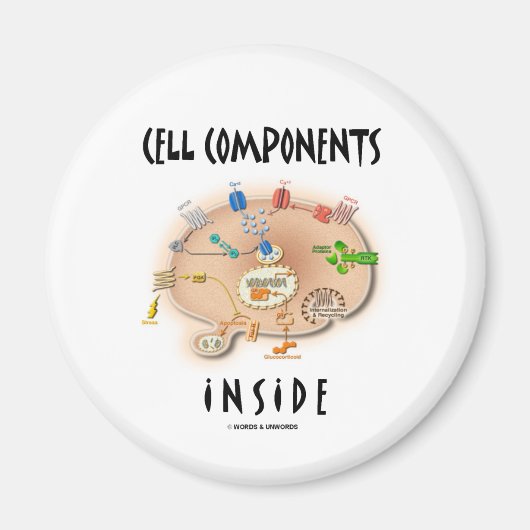 Cel-onderdelen binnen magneet (Voorkant)