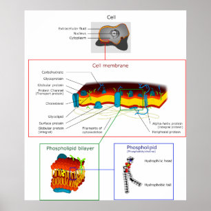 Cel Plasma-membraan Plasma-diagram Poster