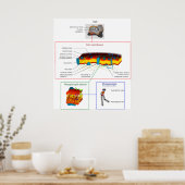 Cel Plasma-membraan Plasma-diagram Poster (Keuken)