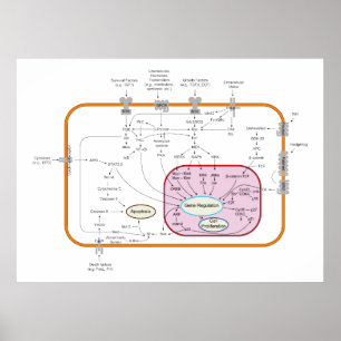 Cel-signaaltransductieschema Poster