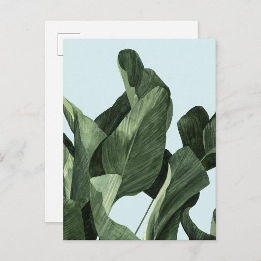 Celadon Palms Briefkaart (Voorkant / Achterkant)