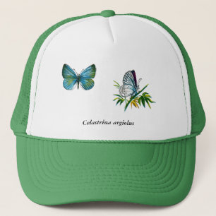 Celastrina argiolus (man) trucker pet