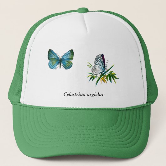 Celastrina argiolus (man) trucker pet (Voorkant)