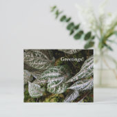 Celebes Pepper Briefkaart (Staand voorkant)