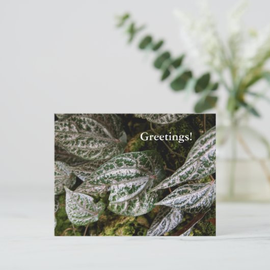 Celebes Pepper Briefkaart (Staand voorkant)