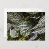 Celebes Pepper Briefkaart (Voorkant / Achterkant)