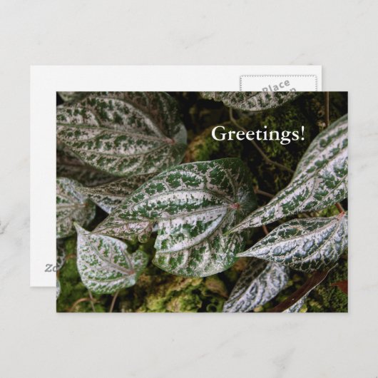 Celebes Pepper Briefkaart (Voorkant / Achterkant)