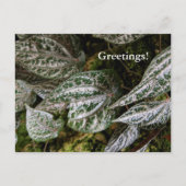 Celebes Pepper Briefkaart (Voorkant)