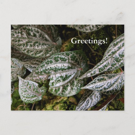 Celebes Pepper Briefkaart (Voorkant)