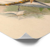 Celeboon Elanus White Kite Bird Art Print (Hoek)