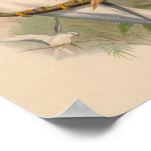 Celeboon Elanus White Kite Bird  Art Print (Hoek)