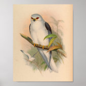 Celeboon Elanus White Kite Bird  Art Print (Voorkant)