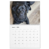 Celebrating Black Labs Labrador Dog Calendar 2026  Kalender (Mar 2026)