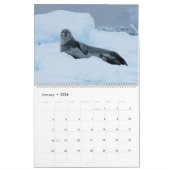 Celebrating Seals Wall Calendar 2026 Wildlife Kalender (Jan 2026)