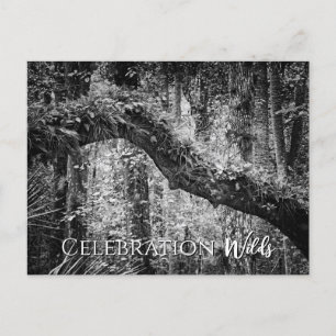 Celebration Wilds Briefkaart