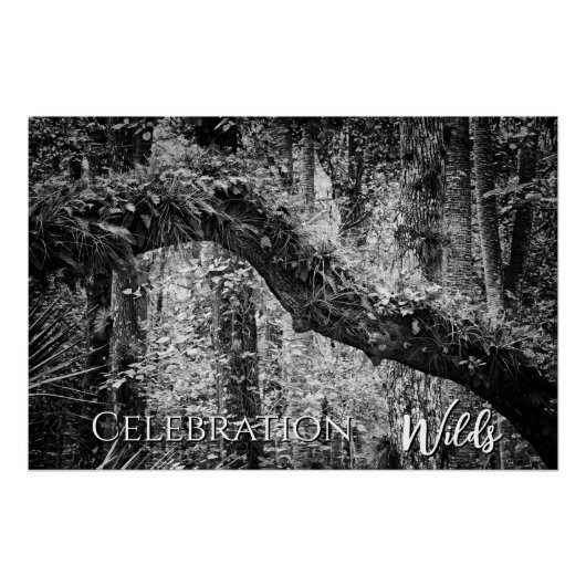 Celebration Wilds Perfect Poster (Voorkant)