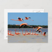 Celestun Biosphere Reserve Briefkaart (Voorkant / Achterkant)