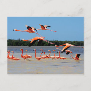 Celestun Biosphere Reserve Briefkaart