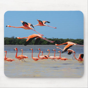 Celestun Biosphere Reserve Muismat