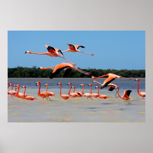 Celestun Biosphere Reserve Poster (Voorkant)