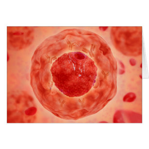 celkern met chromosoom 2