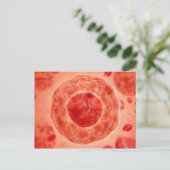 celkern met chromosoom 2 briefkaart (Staand voorkant)