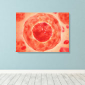 celkern met chromosoom 2 canvas afdruk (Insitu (Houten vloer))