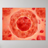 celkern met chromosoom 2 poster (Voorkant)