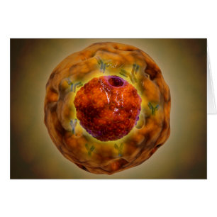 celkern met chromosoom 3