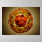 celkern met chromosoom 3 poster (Voorkant)