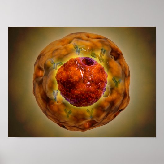 celkern met chromosoom 3 poster (Voorkant)