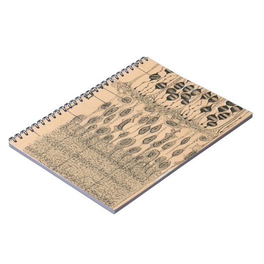 Cell Drawing Eye Retina Santiago Ramon Y Cajal Notitieboek (Linkerzijde)