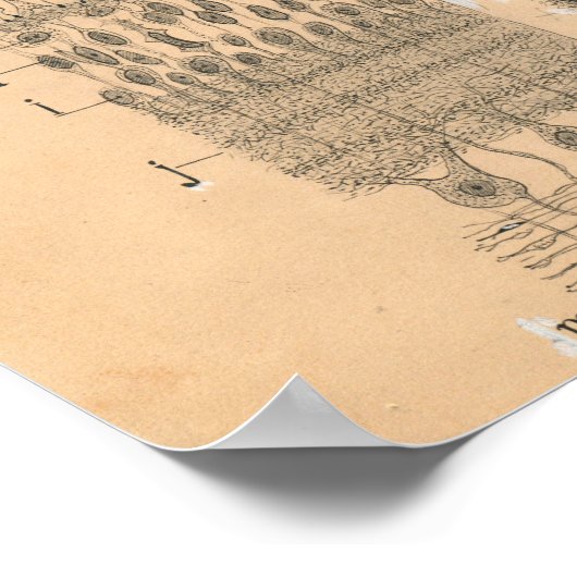 Cell Drawing Eye Retina Santiago Ramon Y Cajal Poster (Hoek)