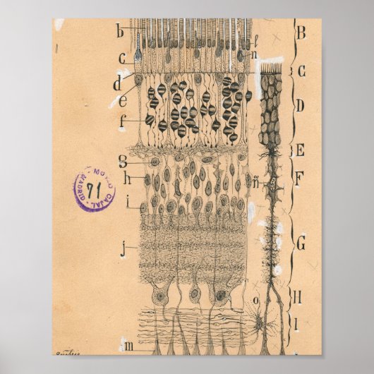 Cell Drawing Eye Retina Santiago Ramon Y Cajal Poster (Voorkant)