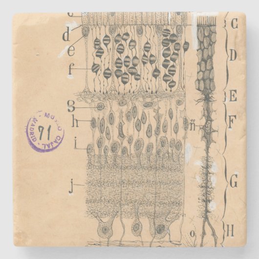 Cell Drawing Eye Retina Santiago Ramon Y Cajal Stenen Onderzetter (Voorkant)