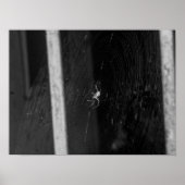 Cellar Spider Poster (Voorkant)