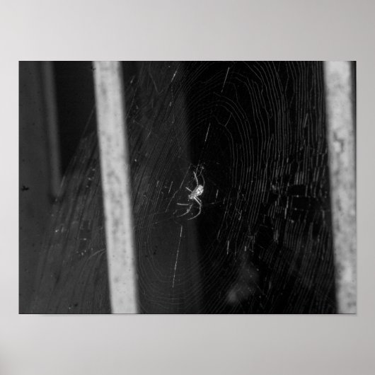 Cellar Spider Poster (Voorkant)