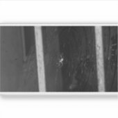 Cellar Spider Sticker (Voorkant)