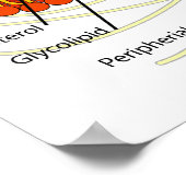 Cellembraandiagram Vaak in alle levende cellen Poster (Hoek)