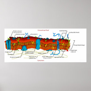 Cellembraandiagram Vaak in alle levende cellen Poster
