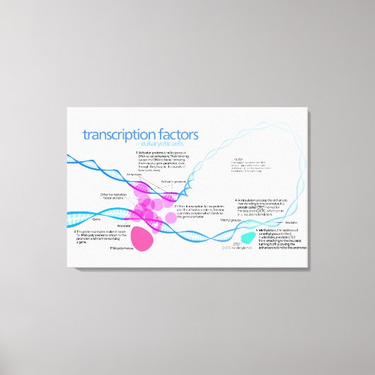Cellen Gen Transcriptiefactoren Diagram Canvas Afdruk (Voorkant)