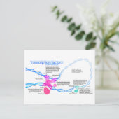 Cellen gentranscriptiefactoren diagram briefkaart (Staand voorkant)