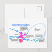 Cellen gentranscriptiefactoren diagram briefkaart (Voorkant / Achterkant)