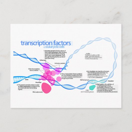 Cellen gentranscriptiefactoren diagram briefkaart (Voorkant)