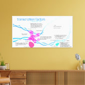 Cellen gentranscriptiefactoren diagram canvas afdruk (Insitu (Woonkamer))