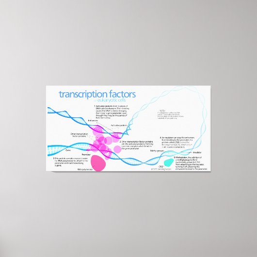 Cellen gentranscriptiefactoren diagram canvas afdruk (Voorkant)